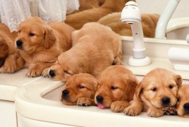 Најслатките кученца на светот