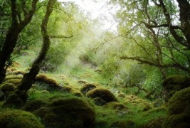 Најстрашните шуми во светот