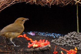 Совети за додворување од животните