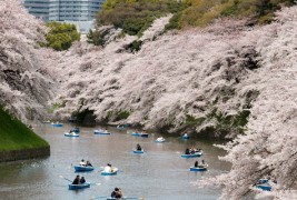 Уживањето во расцветаните црешови дрвја во Јапонија