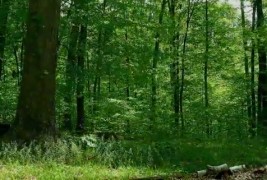 Една година во шума