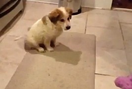 Како куче учи да фаќа коска?