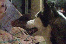 Куче кое се плаши од Џулија Робертс