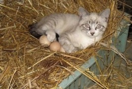 Мачки кои ни самите не знаат како се нашле тука