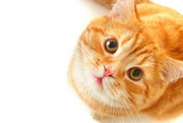 Мачки кои знаат да кажат „Хелоу“