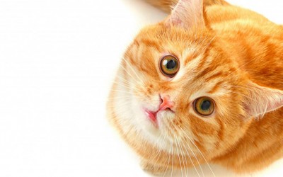 Мачки кои знаат да кажат „Хелоу“