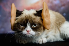 Мачорот намќор се маскираше за да се сокрие од фановите