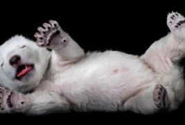 Најслаткото поларно мече