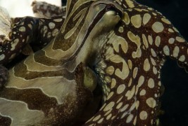 Необични октоподи кои се бакнуваат