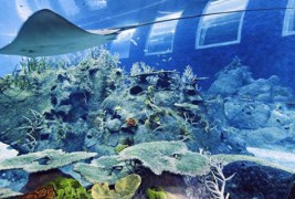 Одмор помеѓу рипките