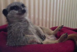 Поспан меркат кој ќе ве изнасмее