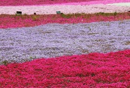 Природните цветни розови теписи во Јапонија