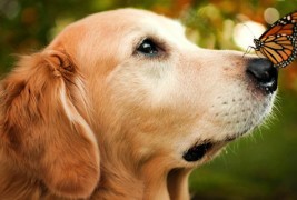 Запознајте го Чемп – најсреќното куче на светот