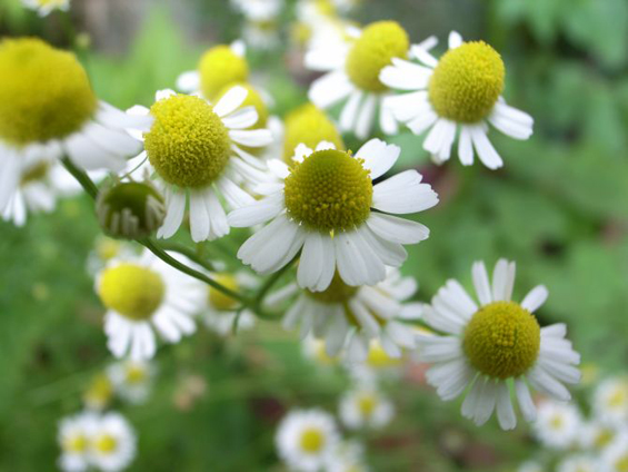 7 природни лекови против пролетните алергии