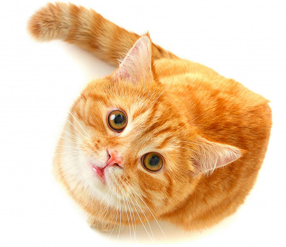Мачки кои знаат да кажат „Хелоу“