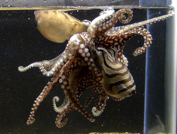 Необични октоподи кои се бакнуваат