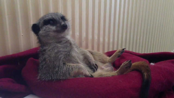 Поспан меркат кој ве изнасмее