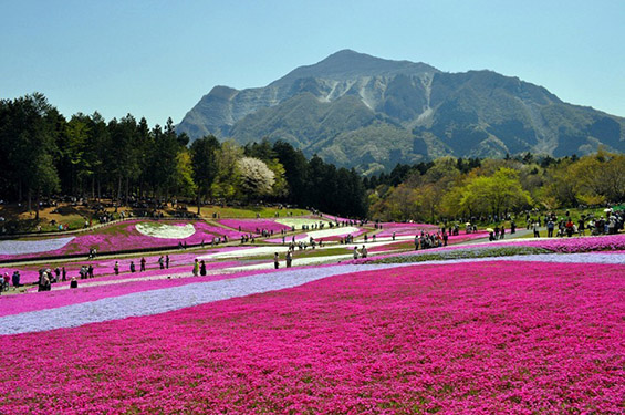 Природните цветни розови теписи во Јапонија