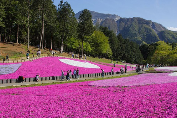 Природните цветни розови теписи во Јапонија