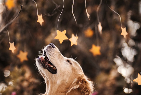 Запознајте го Чемп – најсреќното куче на светот