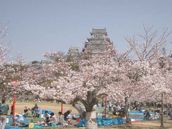 Уживањето во расцветаните црешови дрвја во Јапонија