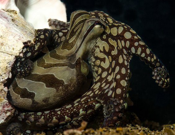 Необични октоподи кои се бакнуваат