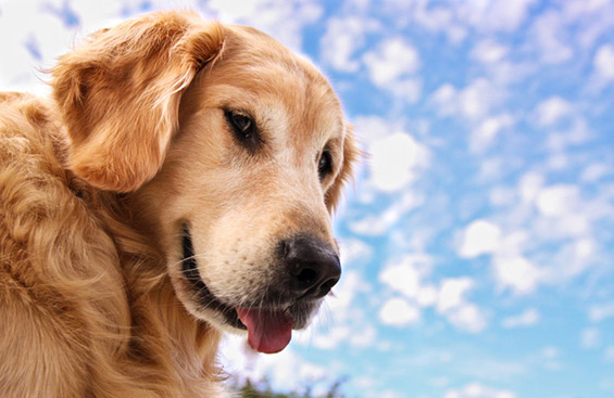 Запознајте го Чемп – најсреќното куче на светот