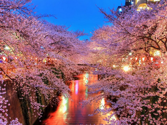 Уживањето во расцветаните црешови дрвја во Јапонија