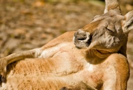Брилијантни фотографии од натпревар на National Geographic