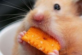 Гладни хрчачиња