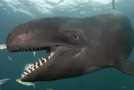 Највеселиот кит на светот