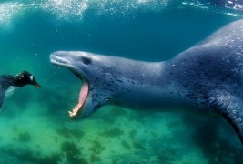 Последните мигови од животот