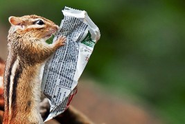 Интересни животинки кои ќе ви ја стоплат душата