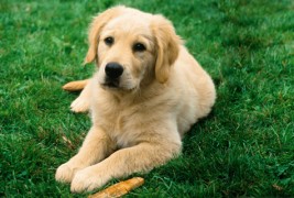 Како сопствениците на кучиња го гледаат својот миленик