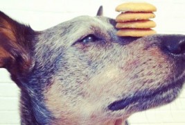 Куче со неверојатно чувство за рамнотежа