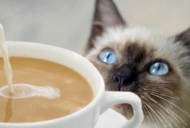 Што и се случува на мачка кога ќе претера со пиење на кафе?