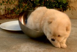 Слатко кутре не може да излезе од чинија