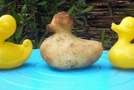 Смешни зеленчуци кои израснале за да бидат патки