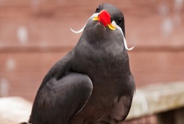 Сте виделе ли некогаш птица со мустаќи?