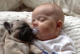 Заспаното бебе и преслатките мали булдози