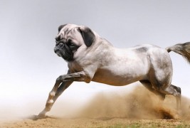 Кога Франкенштајн би си играл со животни