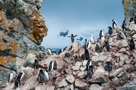 Брилијантни фотографии од натпревар на National Geographic