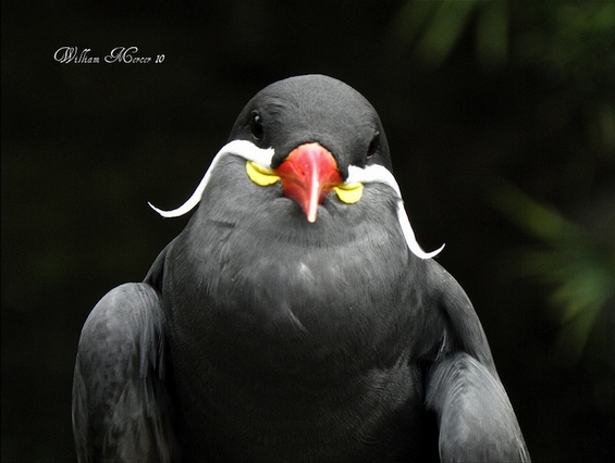 Сте виделе ли некогаш птица со мустаќи?