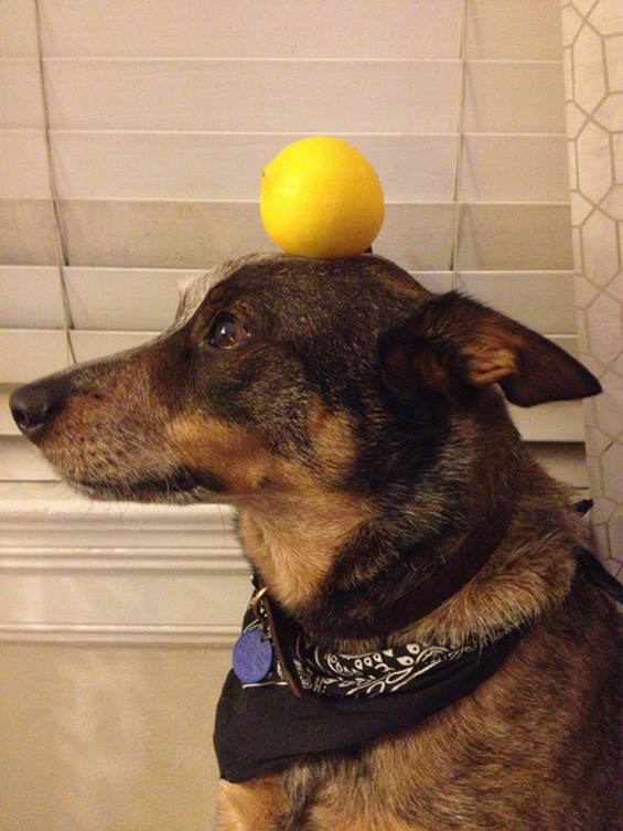 Куче со неверојатно чувство за рамнотежа