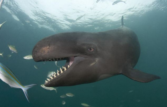 Највеселиот кит на светот