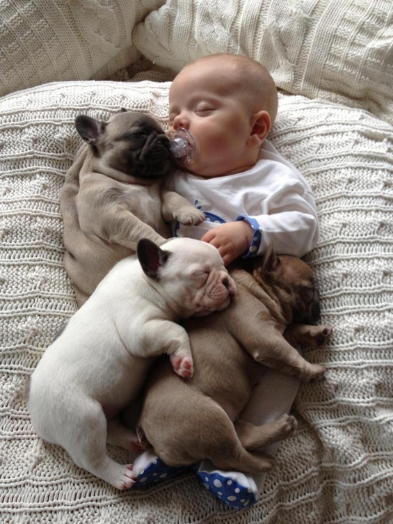 Неодоливо бебенце се гушка со три малечки француски булдози