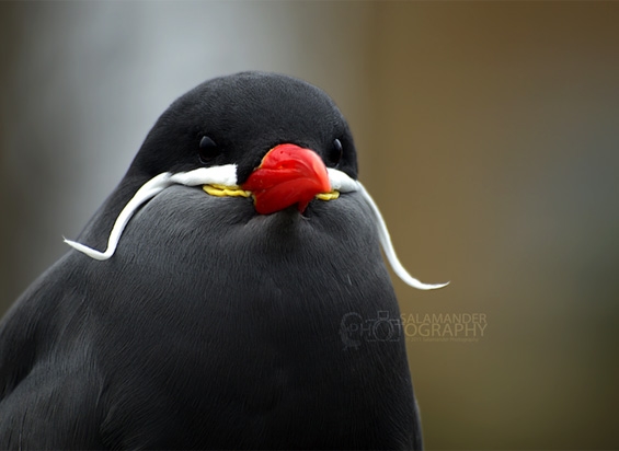 Сте виделе ли некогаш птица со мустаќи?