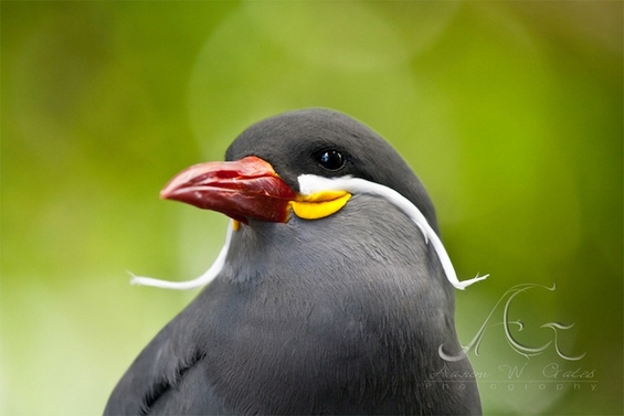 Сте виделе ли некогаш птица со мустаќи?
