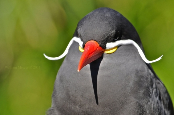 Сте виделе ли некогаш птица со мустаќи?