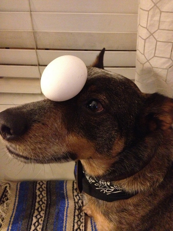 Куче со неверојатно чувство за рамнотежа
